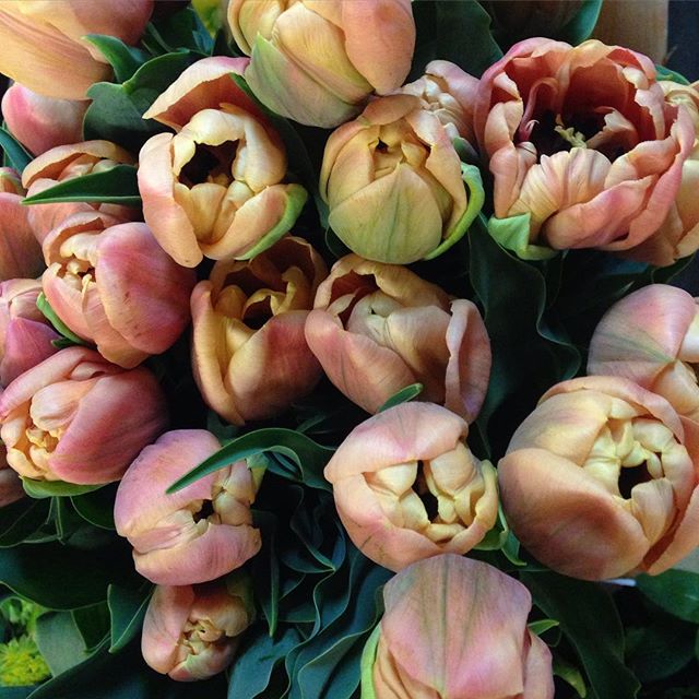 April feature fancy tulips