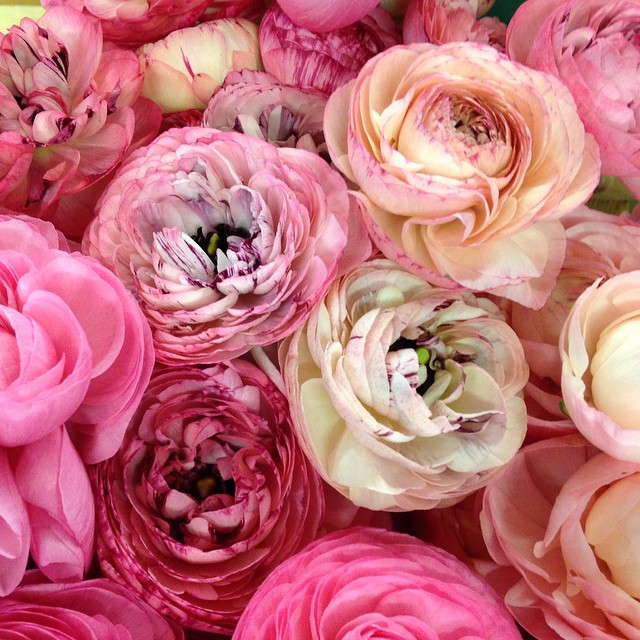 May feature ranunculus